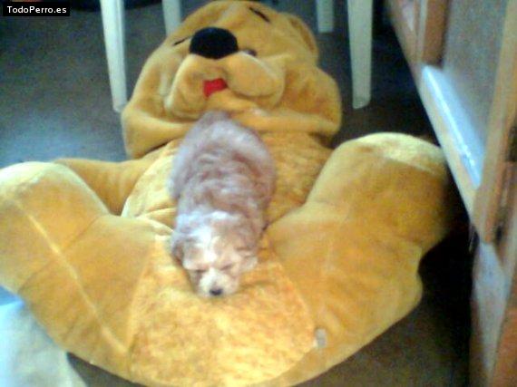 Foto del perro Harry