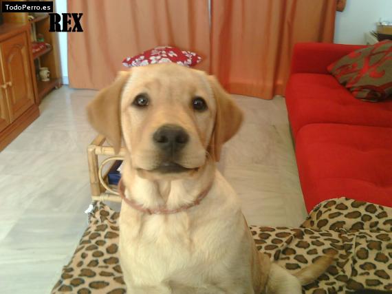 Foto del perro Rex