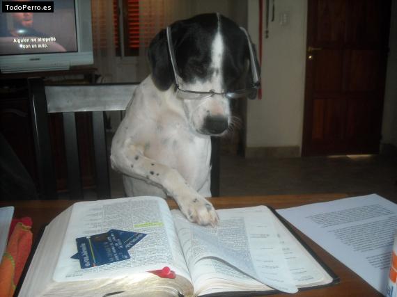 Foto del perro Juana banana