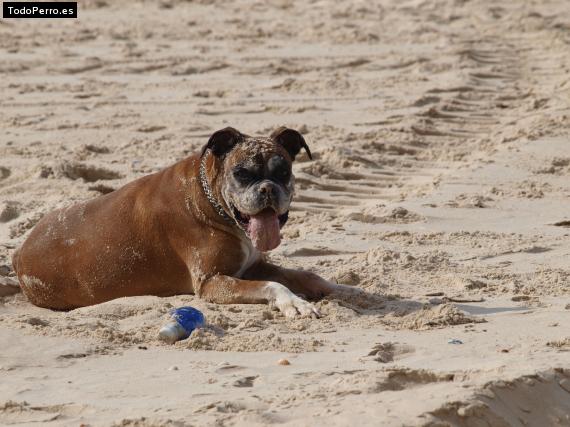 Foto del perro Chenka