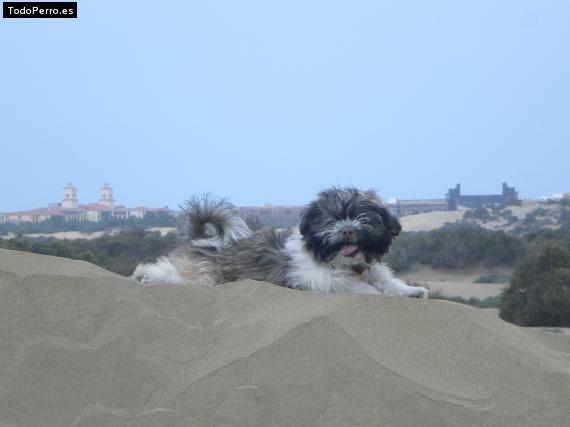 Foto del perro Kimba