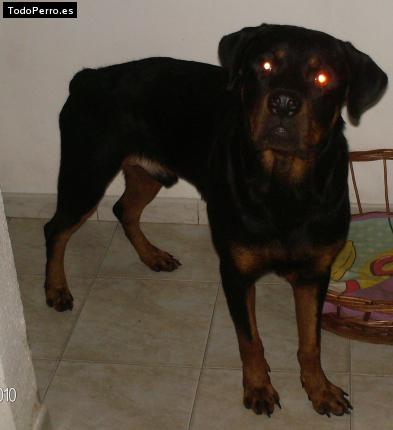 Foto del perro Thor