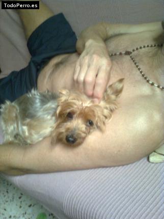La foto del perro
