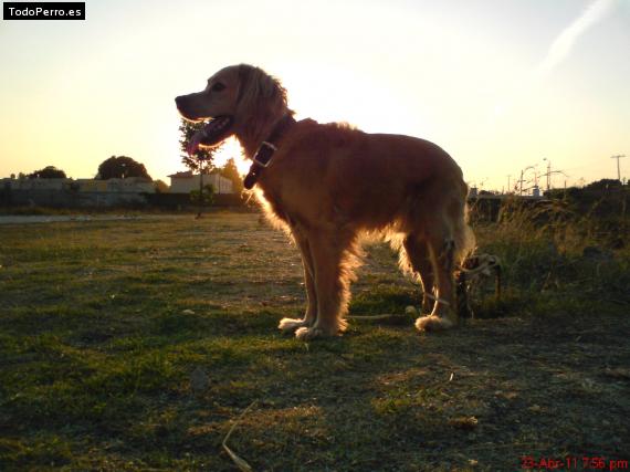 Foto del perro Toto