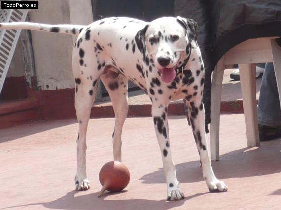 La foto del perro
