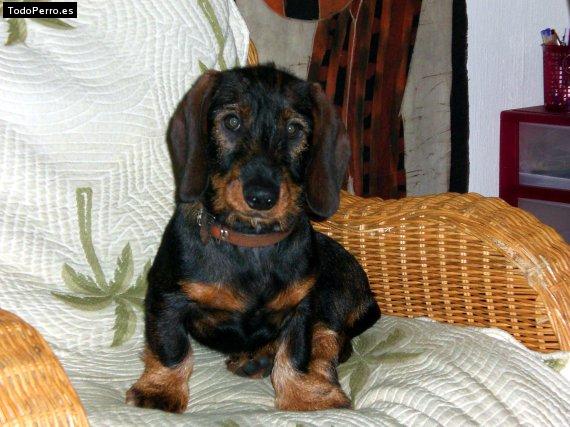 Foto del perro Negrito