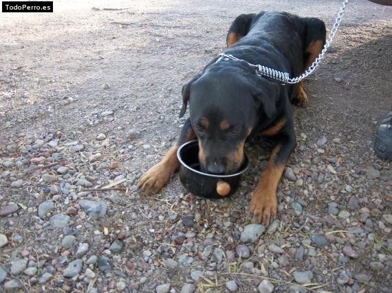 Foto del perro Asmara