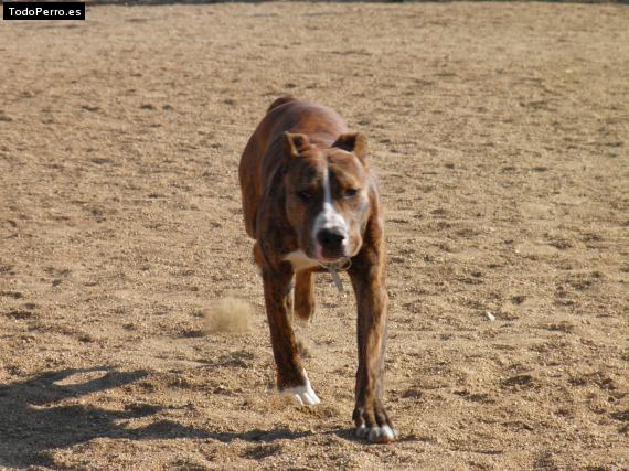 Foto del perro Zyklon