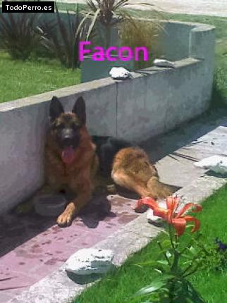 Foto del perro Facon