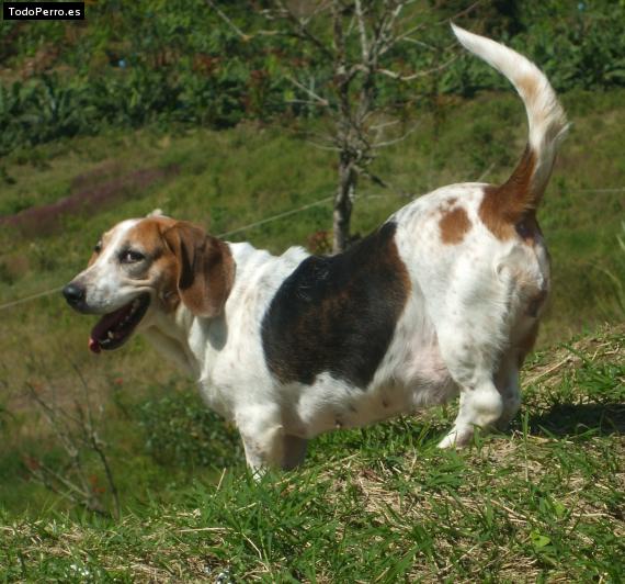 Foto del perro Sara pelaez