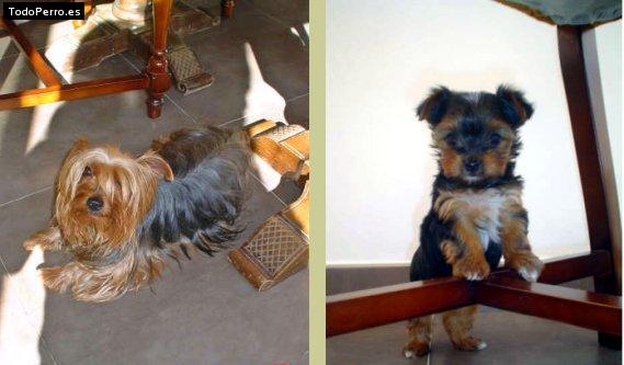 Foto del perro Chispi y lia
