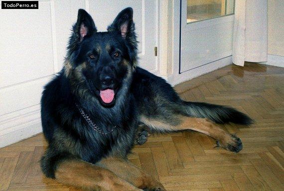 Foto del perro Tell