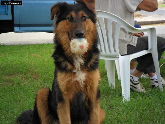 Foto del perro Oso