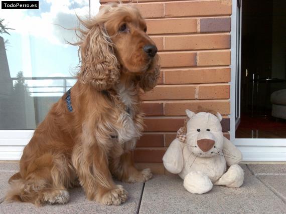 Foto del perro Badi