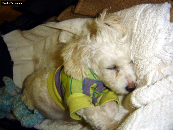Foto del perro Sansy