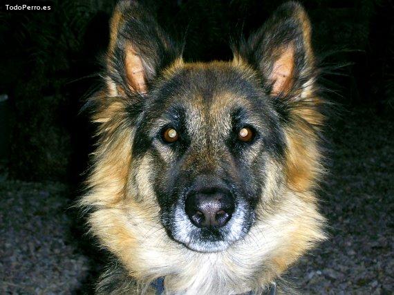 Foto del perro Shira