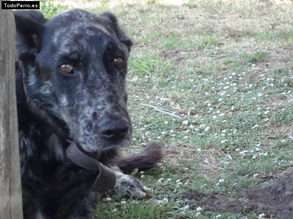 Foto del perro Mapuche