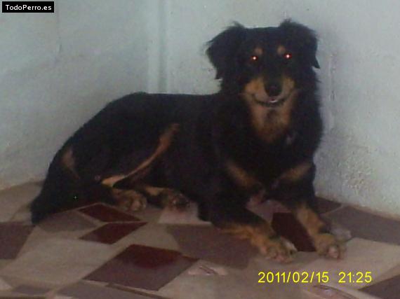 Foto del perro Suky