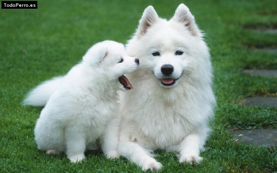 Foto del perro Coffi y mila