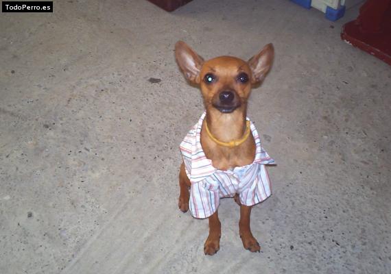 Foto del perro Tobby