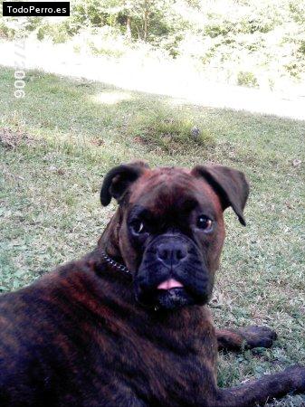 Foto del perro Jara 