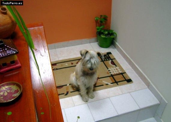 Foto del perro Tato
