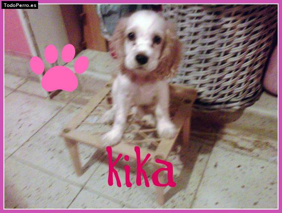 Foto del perro Kika