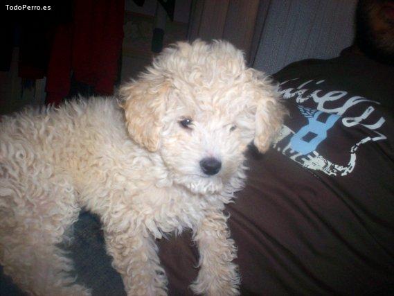 La foto del perro Brisa Foto del perro Brisa