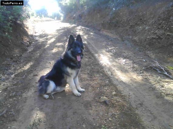 Foto del perro Campeón