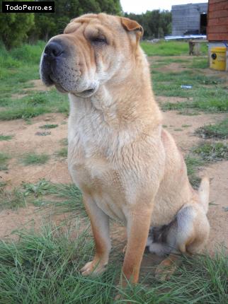 Foto del perro Bartolo