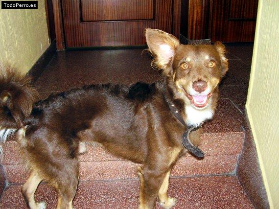 Foto del perro Stufi