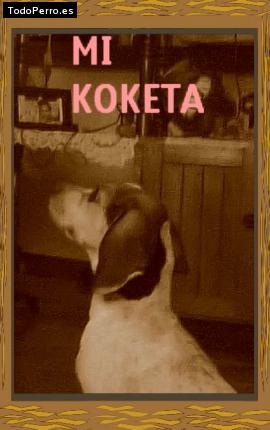 Foto del perro Koketa