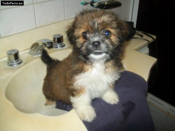 Foto del perro Juanita