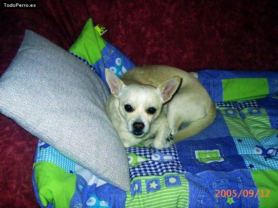 Foto del perro Sito