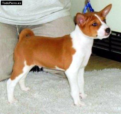 Foto del perro Tommy