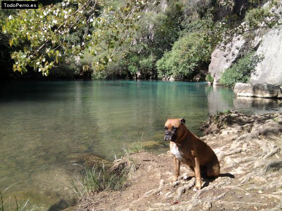 Foto del perro Kira