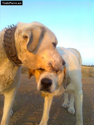 Foto del perro Kaiman y corbas