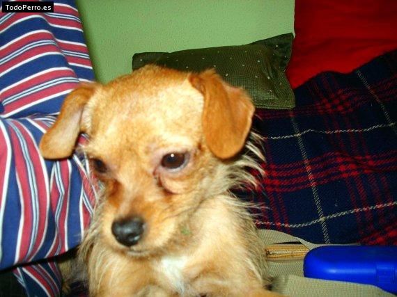 Foto del perro Trusa
