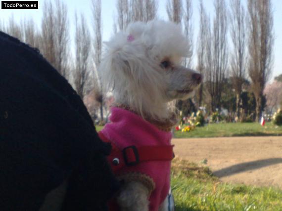 Foto del perro Sally