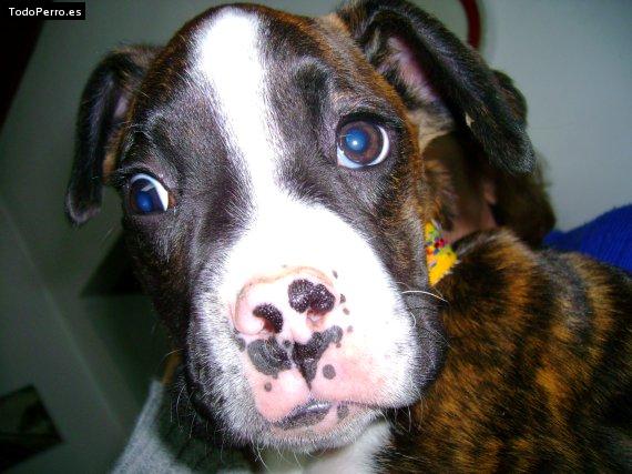 Foto del perro Teo