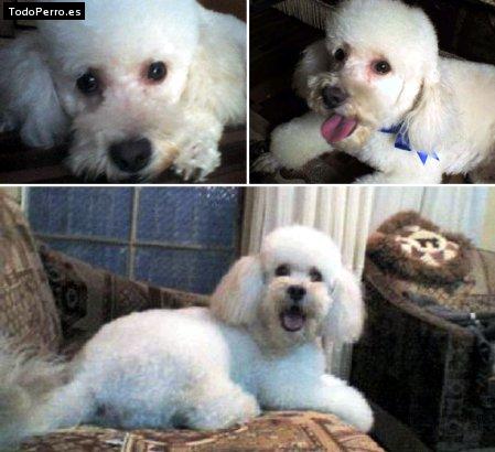 Foto del perro Toto