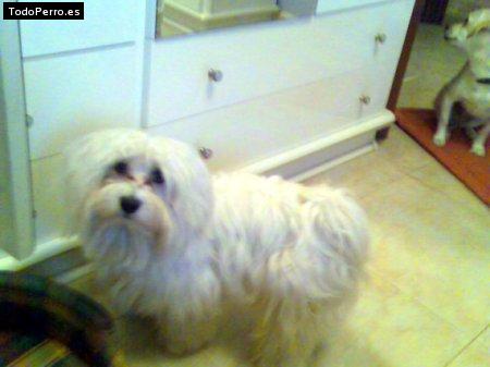 Foto del perro Basty