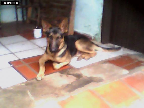 Foto del perro Thaysson cubas