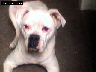 Foto del perro Sacha