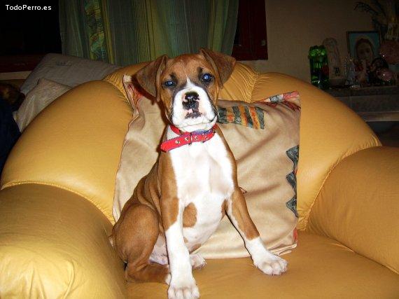 Foto del perro Igor