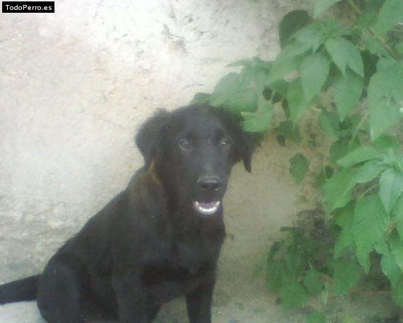 Foto del perro Blacky