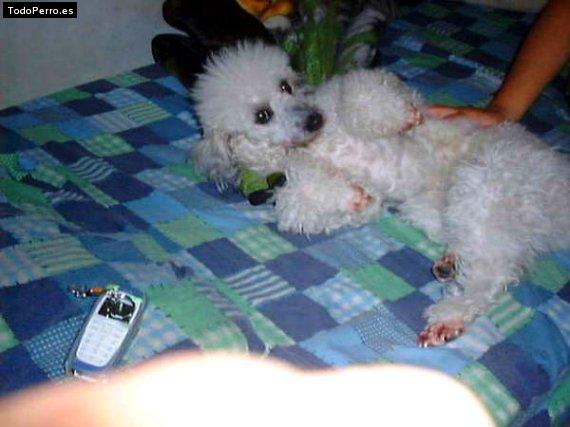 Foto del perro Missie