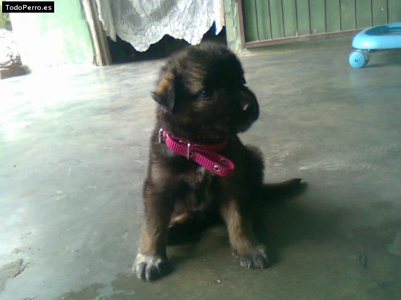 Foto del perro Blacky