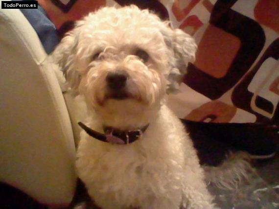 La foto del perro