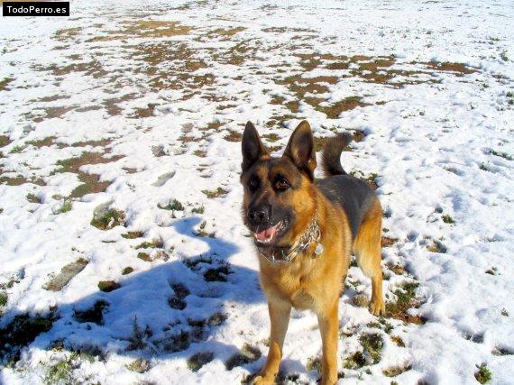 Foto del perro Neo